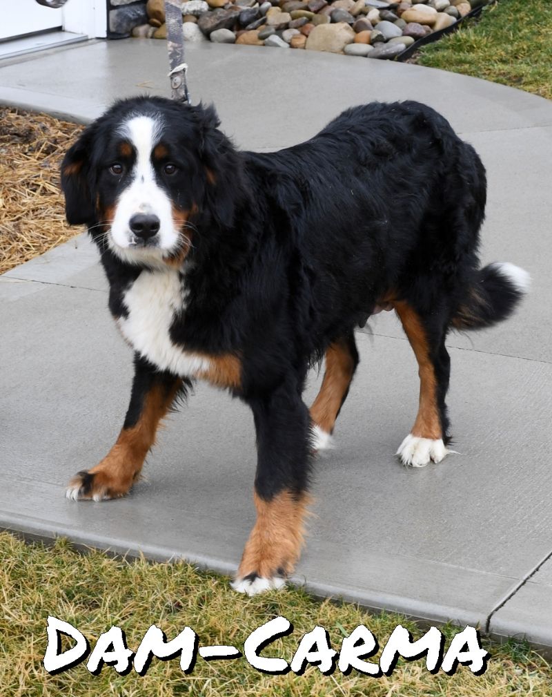 Bernese Mountain Dog