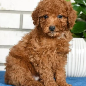 Mini Poodle