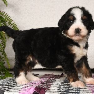 Bernedoodle