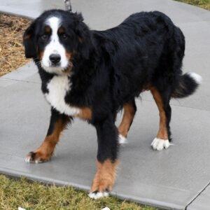 Bernese Mountain Dog