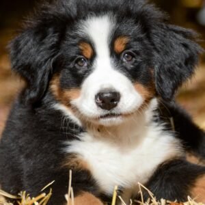 Bernese Mountain Dog