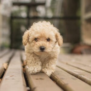 Mini Bernedoodle