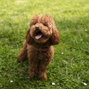 Bernedoodle