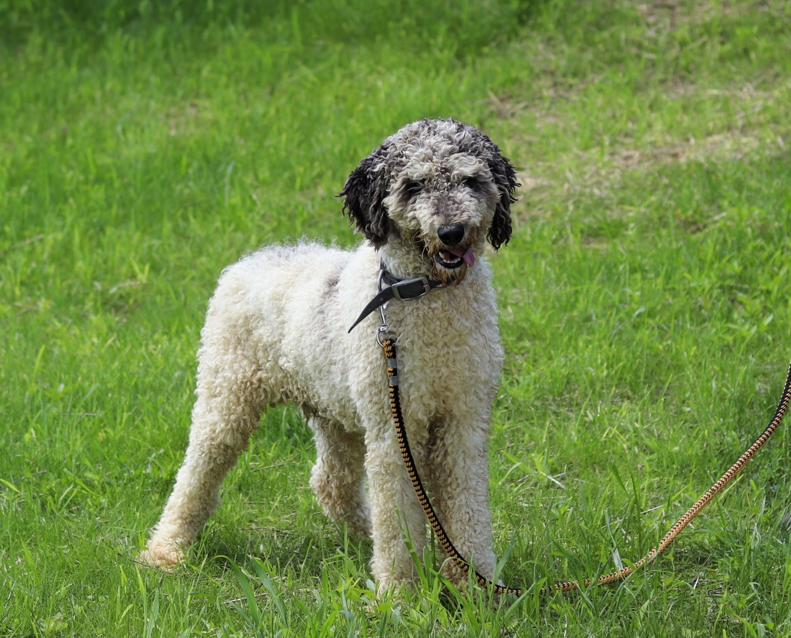 Carson Poodle 1