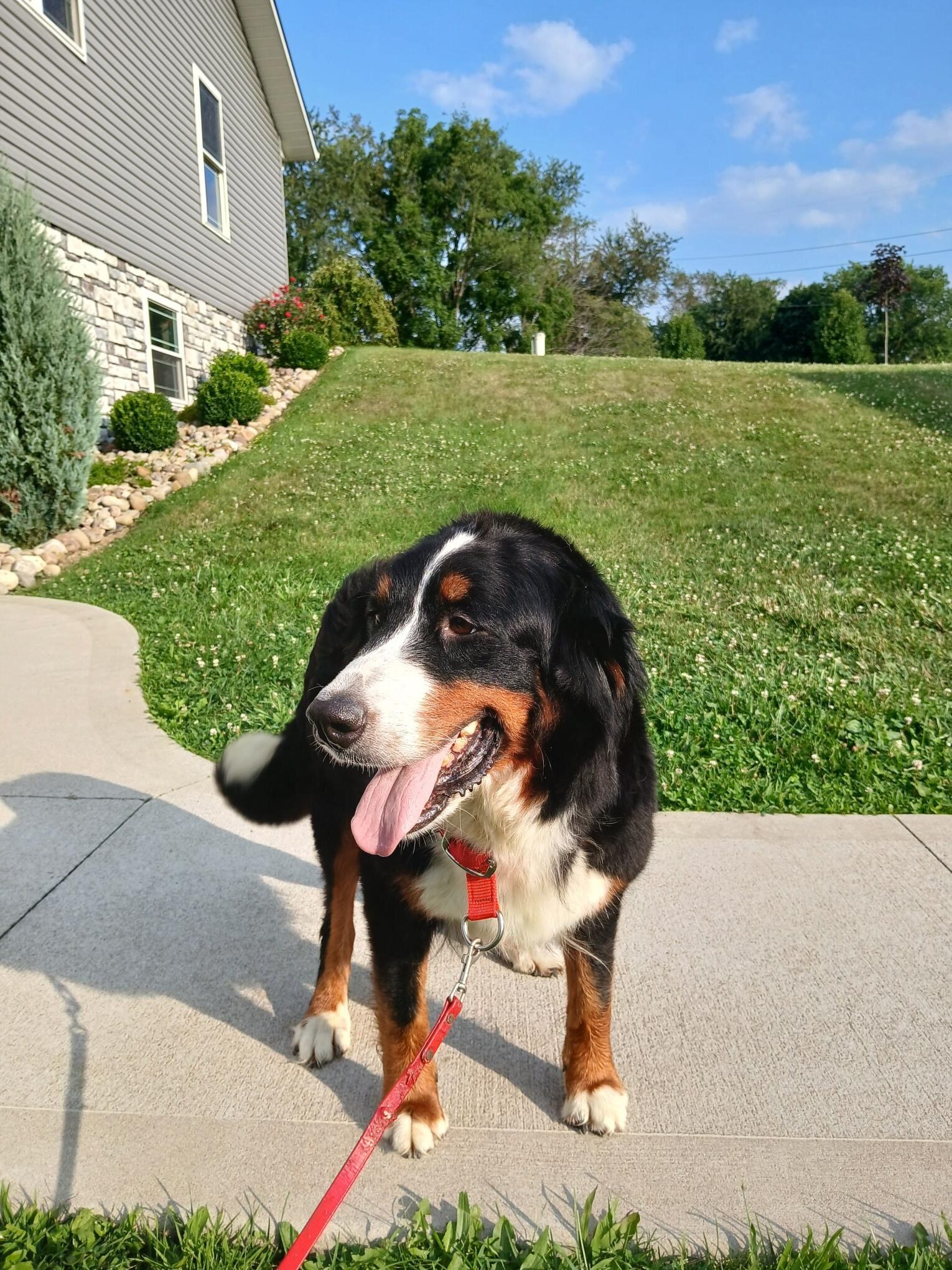 Gracie 1