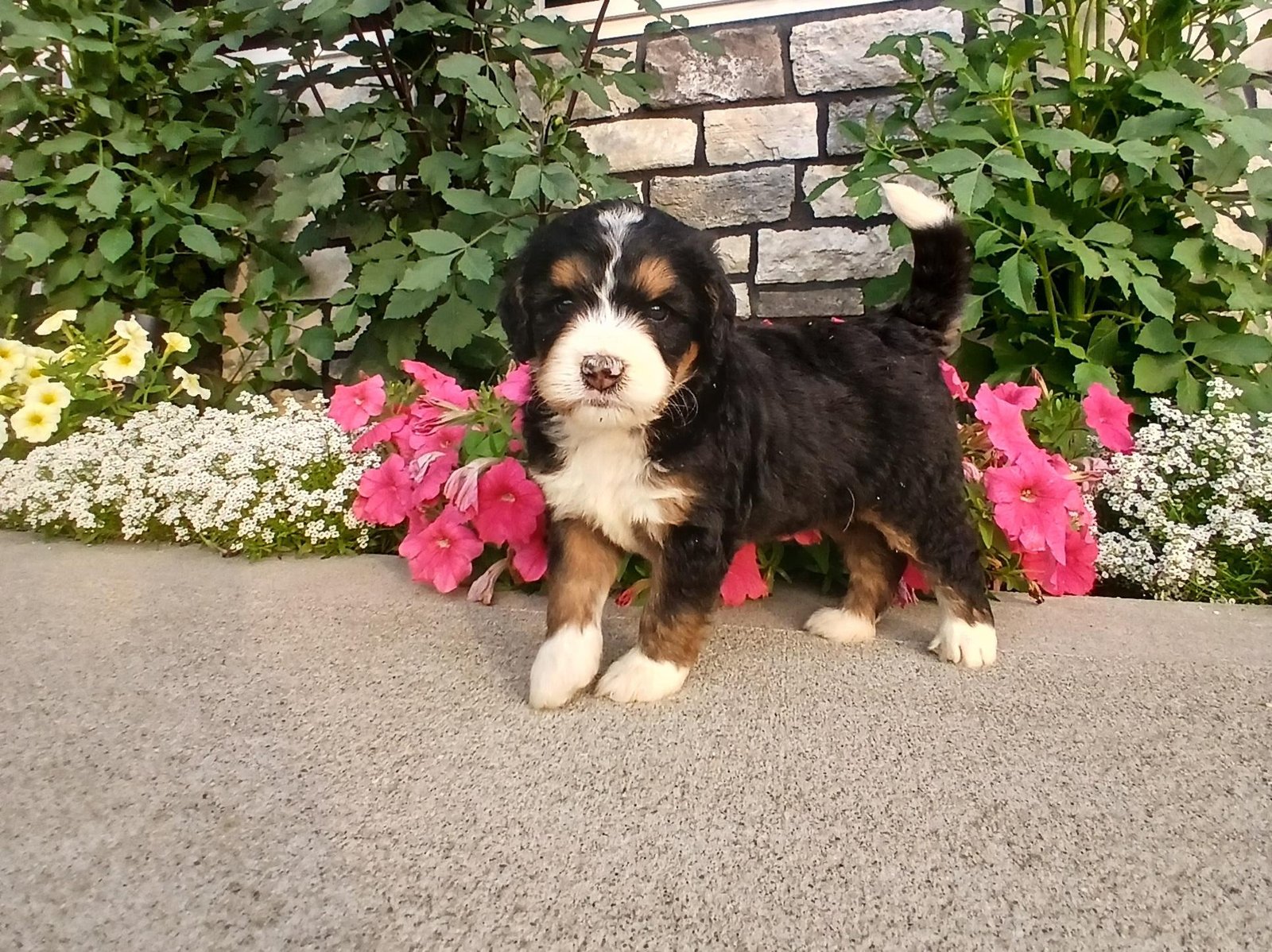 Lucy