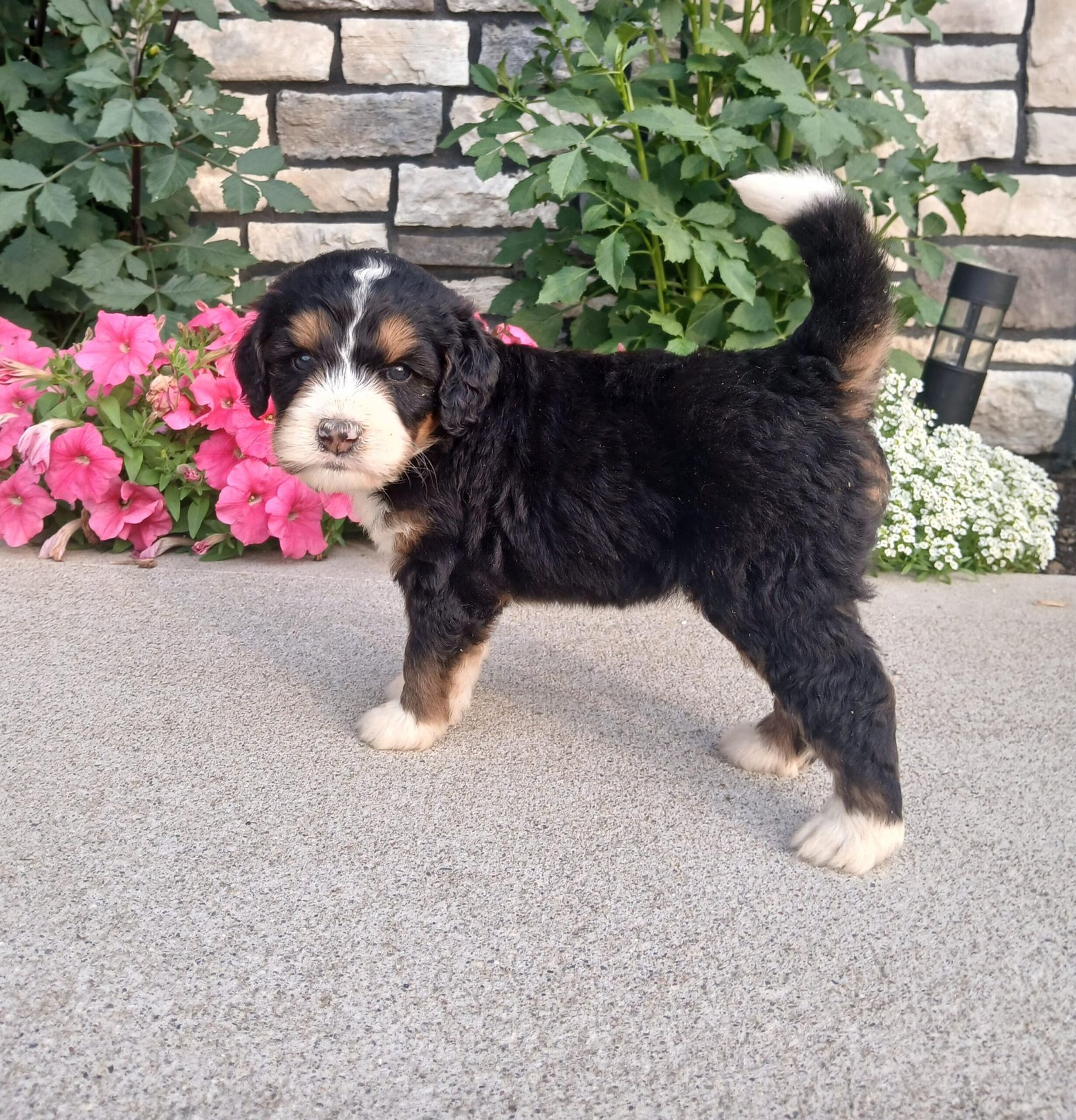 Lucy - Image 5
