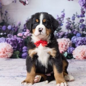 Mason