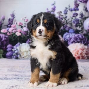 Murphy