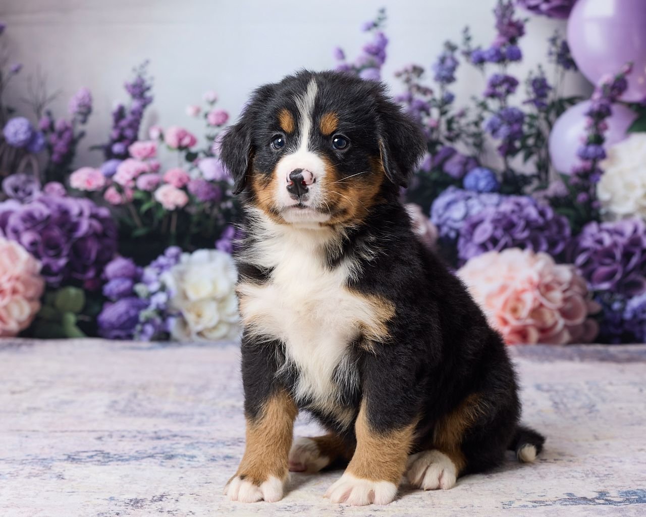 Murphy
